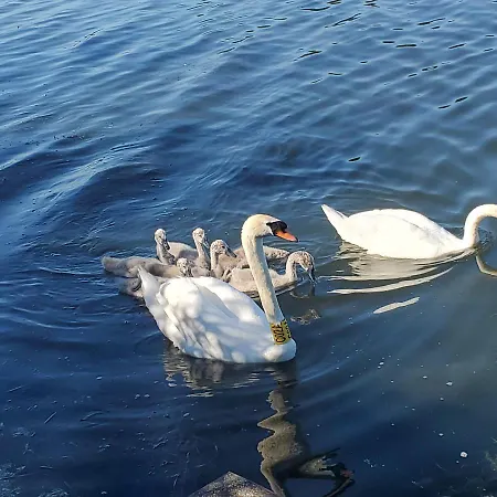 Duna House Duna Haz Ferienhaus